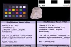 Foto (Objekt + Etiketten) von Culmenformosa sp. (NHMW-GEO-1990-0041-0357)